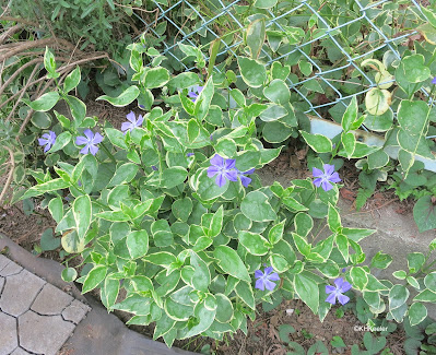 variegated Vinca, periwinkle