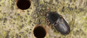 Tree leaves turning black from boring insect infestations