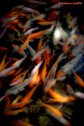 Koi Fishes naturally known for their swift and smooth characteristic in . (koi fish)