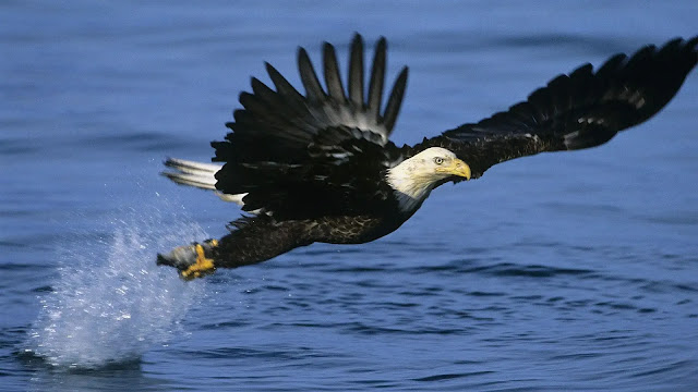 Bald Eagle