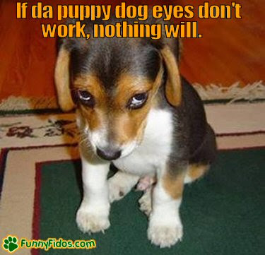 Funny Puppies Pictures