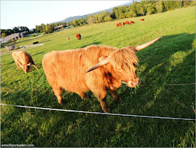 Trapp Family Lodge: Scottish Highlander