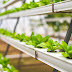 Hydroponic Farming: How to Grow Plants Without Soil
