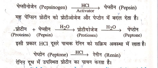 Protein Digestion