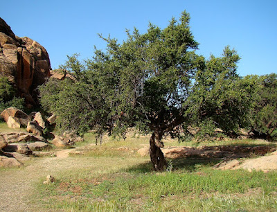 Sideroxylon spinosum