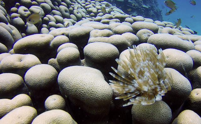 Coral's worm Mafia island Tanzania