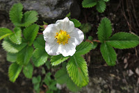 Fragaria nubicola