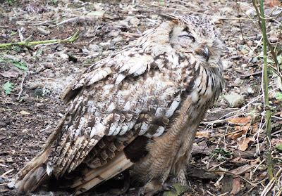 Owl camouflage