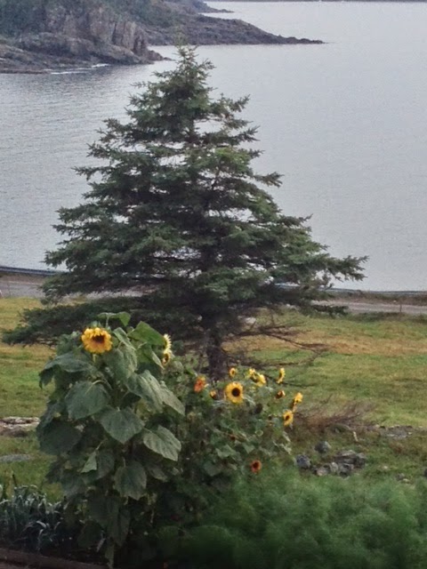 sunflowers, Bonavista Social Club, Upper Amherst Cove, Margaret Ryall