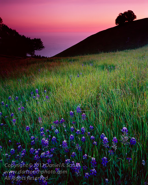 a large format photograph of california wildflowers at sunset 