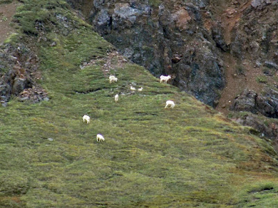 Pack of Dall sheep, a Species of Wild Sheep