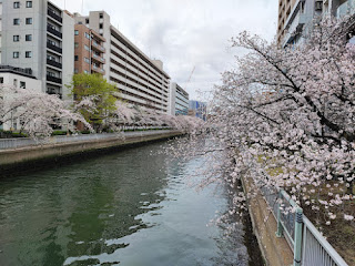 大横川の桜