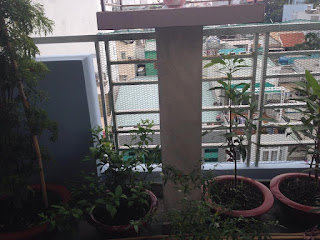 Dịch vụ chăm sóc vườn rau sạch tại nhà duy nhất tại Việt Nam thiet ke vuon rau sach tai nha tren san thuong co mai tren , tren nóc nhà