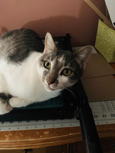 Fizz hanging out on top of my Guillotine Cutter, don't worry...the blade is locked.