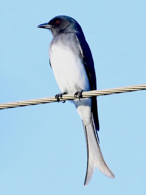 "White-bellied Drongo (Dicrurus caerulescens) perched on cable. The bird has a distinctive forked tail and a slender, curved bill. Has a glossy black plumage and a striking white underbelly."