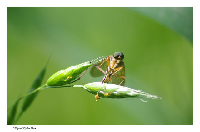 Insecto para conversar