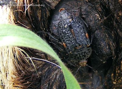 http://www.biodiversidadvirtual.org/insectarium/Thanatophilus-rugosus-img448594.html