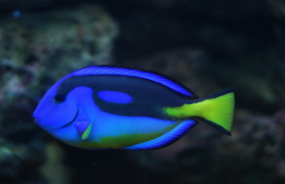 Ikan Hias Blue Tang