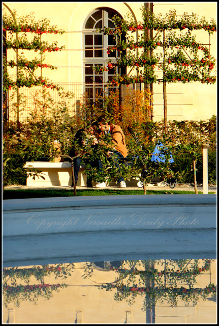 Crabapples malus pommes hôpital Richaud Versailles