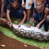 VIDEO: Missing woman discovered in python's belly
