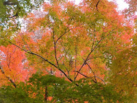 御土居の紅葉