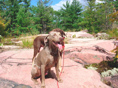 Weimaraner