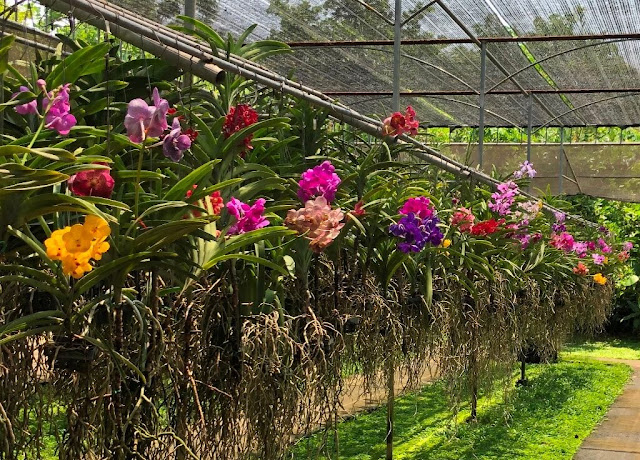 Orquídeas de Chiang Rim - Tailândia