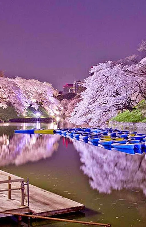 Chidorigafuchi blessom, japan