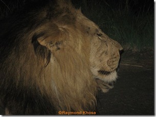 KING OF JUNGLE 015