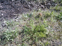 Morchella esculenta in the grass beside a recent fire place