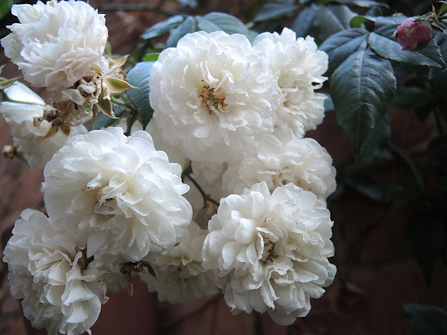 In mijn tuintjes: Meimaand bloemenmaand