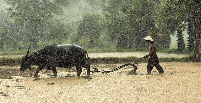 Con trâu thể hiện sự siêng năng cần cù