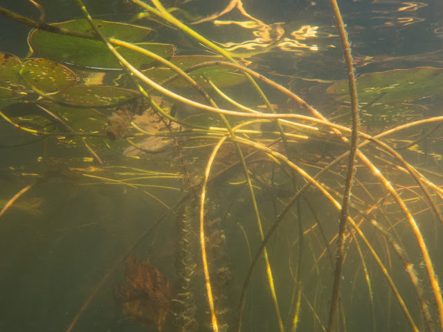 Kelluvia lehtiä alhaalta pintaan päin kuvattuna