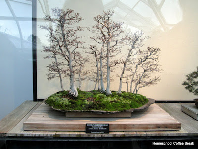 Bonsai - A Longwood Gardens PhotoJournal, Part One on Homeschool Coffee Break @ kympossibleblog.blogspot.com
