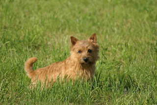 Norwich Terrier Puppies Picture