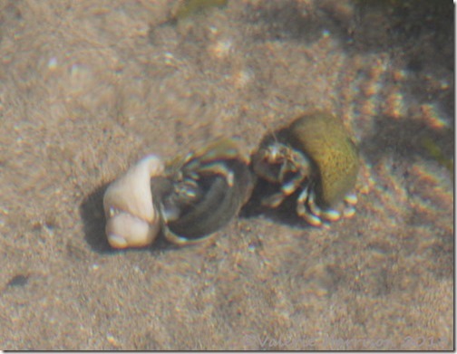 14-hermit-crab