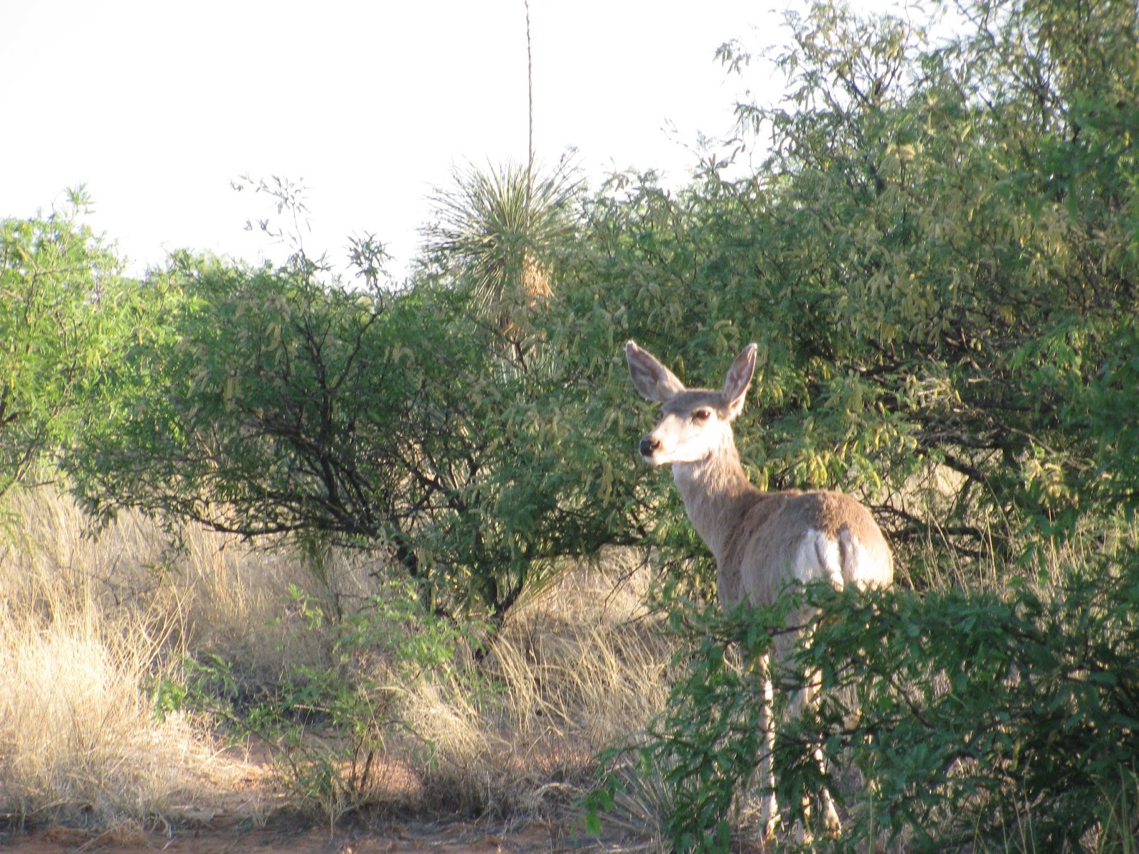 mule deer wallpaper - www.high-definition-wallpaper.com