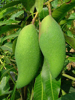 mangga fa lan