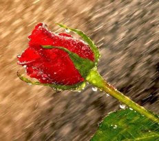 Rosa roja bajo la lluvia