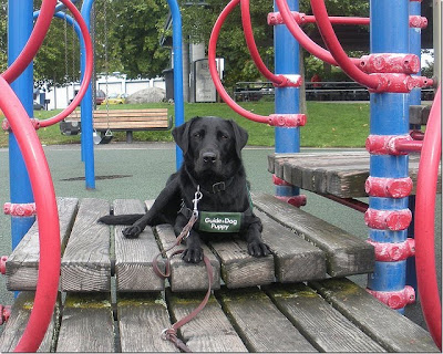 black Lab Kit