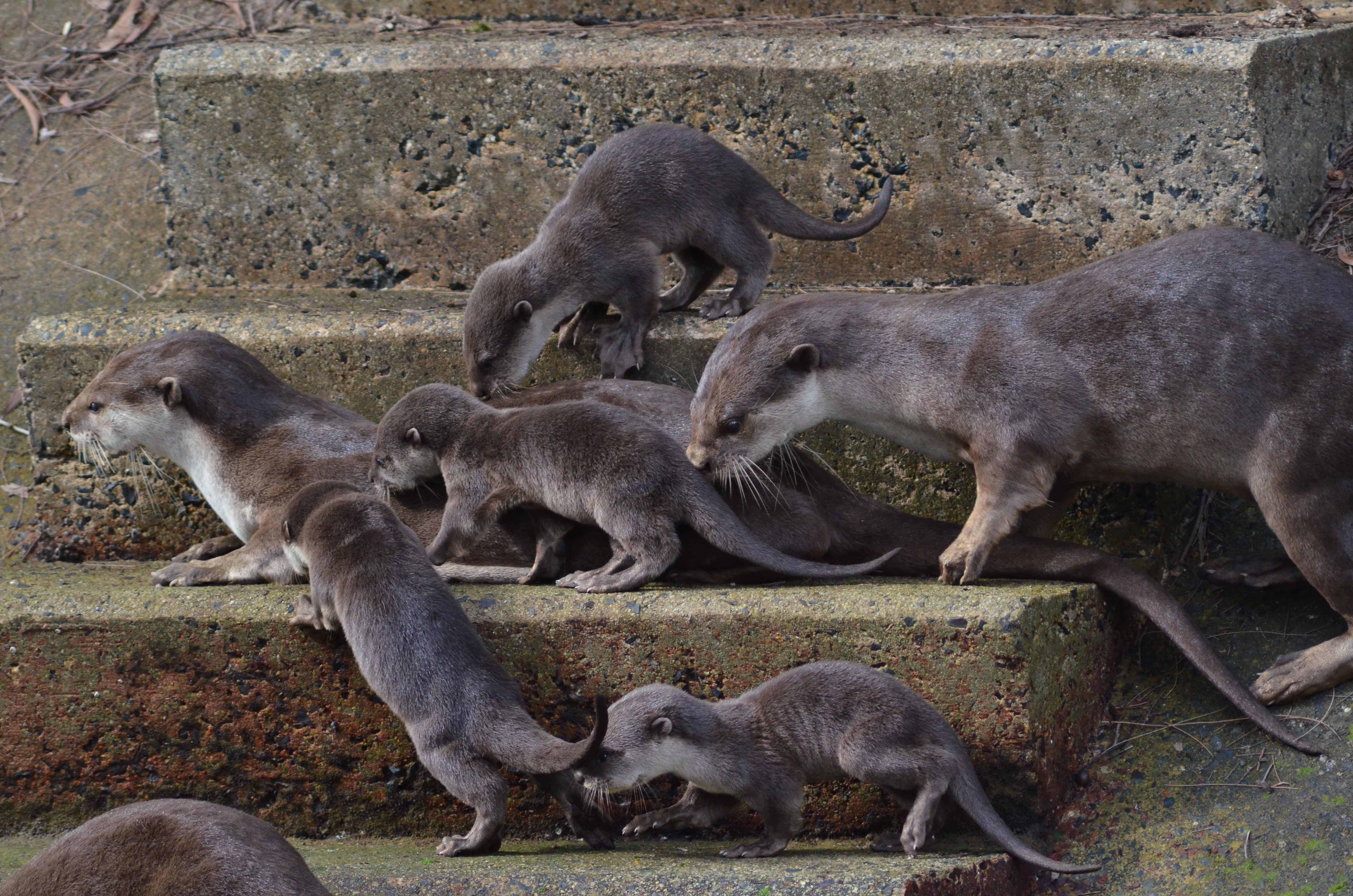 Siglap Otters with 4 otters. Currently left with 2