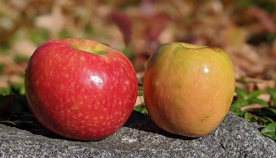 Two apples, one round and red, the other cylindrical and a mix of peach and green