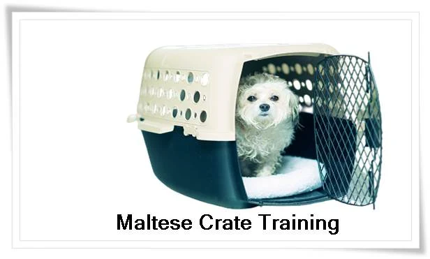 Maltese Training