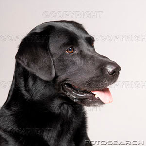 labrador dog description