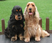 El Cocker spaniel inglés es un perro muy popular como animal de compañía.