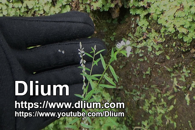 Dlium Milkwort (Polygala paniculata)