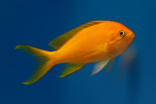 Squarespot anthias　(female)