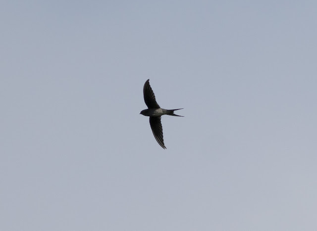 Grey-rumped Treeswift - Singapore Botanic Gardens