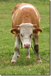 348100_angry_cow