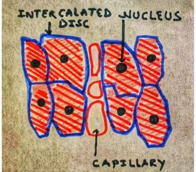 structure of cardiac muscle